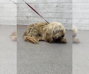 Maltese Dogs for adoption in San Bernardino, CA, USA