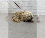 Small Maltese