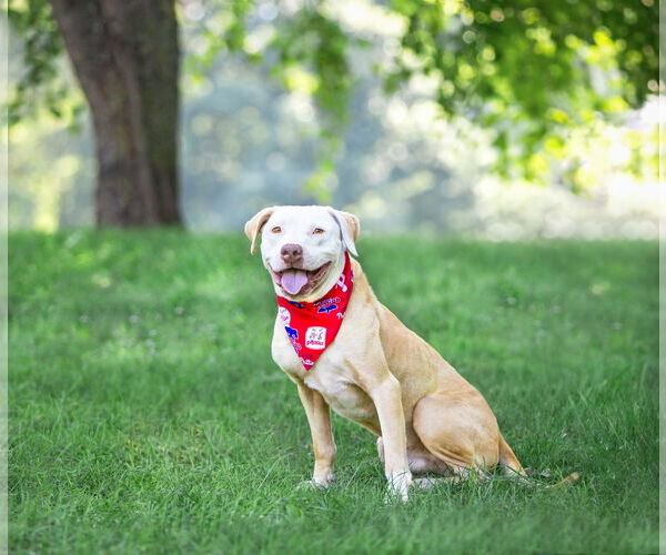 Medium Photo #11 Mutt Puppy For Sale in Unionville, PA, USA