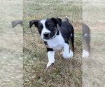 Small #1 Labrador Retriever Mix