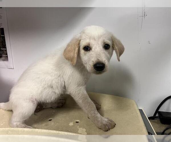 Medium Photo #1 Labrador Retriever-Unknown Mix Puppy For Sale in Corona, CA, USA