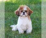 Small Photo #1 Shih-Poo Puppy For Sale in SYRACUSE, IN, USA