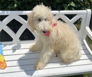 Goldendoodle Puppy for sale in GAFFNEY, SC, USA
