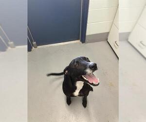 Labrador Retriever Dogs for adoption in Corpus Christi, TX, USA