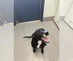 Small Labrador Retriever