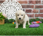 Small #4 English Cream Golden Retriever