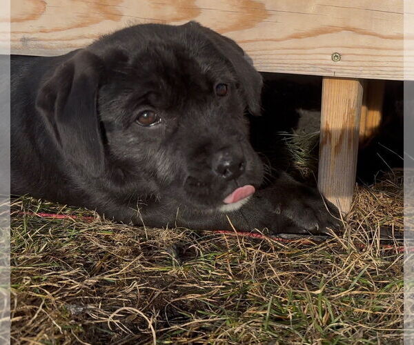 Medium Photo #1 German Shepherd Dog-Weimaraner Mix Puppy For Sale in Princeton, MN, USA