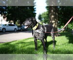 Small #2 Great Dane-Labrador Retriever Mix