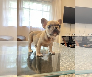 French Bulldog Puppy for sale in JACKSONVILLE, FL, USA