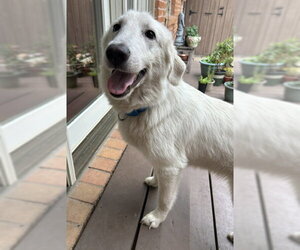 Great Pyrenees Dogs for adoption in Dallas, TX, USA