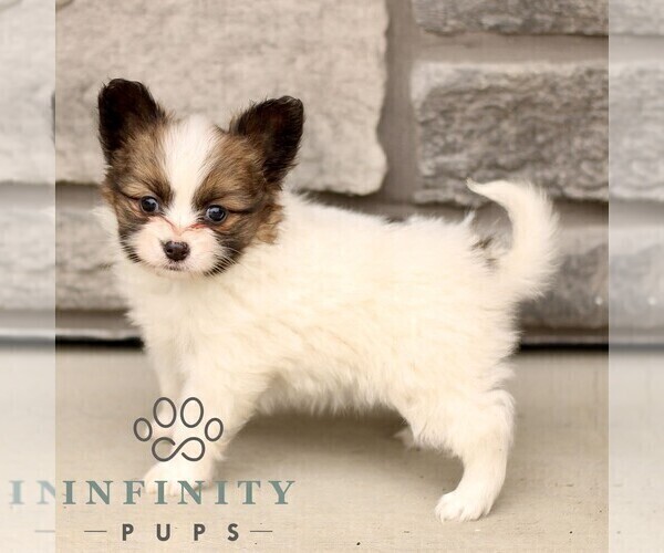 Medium Photo #3 Papillon Puppy For Sale in GORDONVILLE, PA, USA