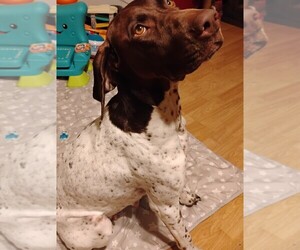 Mother of the German Shorthaired Pointer puppies born on 06/13/2025