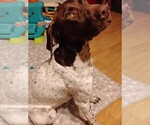 Small Photo #1 German Shorthaired Pointer Puppy For Sale in HANFORD, CA, USA