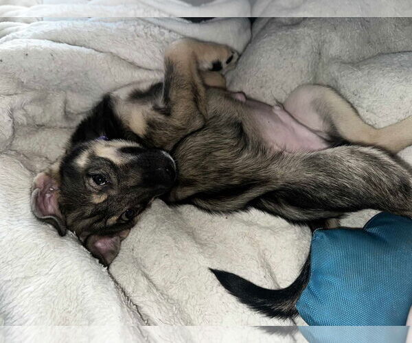 Medium Photo #13 Huskies -Unknown Mix Puppy For Sale in Holly Springs, NC, USA