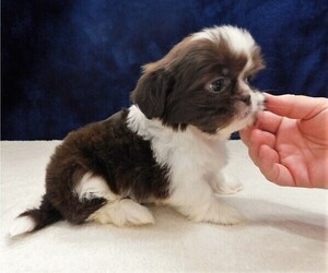 Shih Tzu Puppy for Sale in ENKA, North Carolina USA