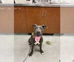 Small #1 American Pit Bull Terrier