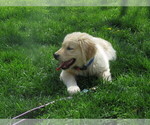 Small #7 Golden Retriever