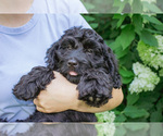 Small #3 Bernedoodle (Miniature)