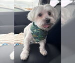 Small #23 Maltese