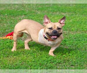 Mutt Dogs for adoption in Grovetown, GA, USA