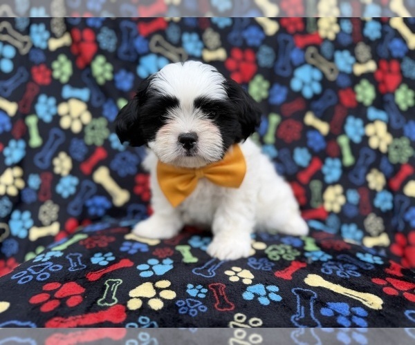 Medium Photo #6 Zuchon Puppy For Sale in LAKELAND, FL, USA