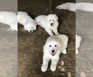 Great Pyrenees Puppy for sale in PERRIS, CA, USA