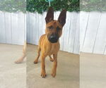 Small #1 German Shepherd Dog Mix