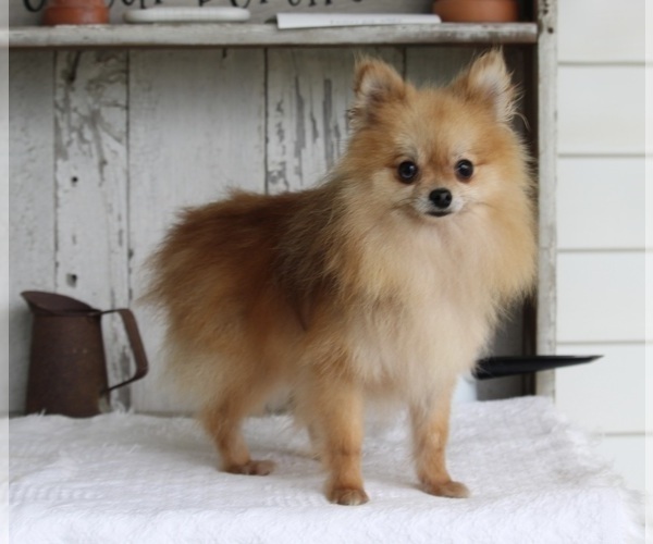 Medium Photo #3 Pomeranian Puppy For Sale in MILLERSBURG, OH, USA