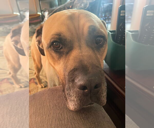 Medium Photo #9 Mastiff-Unknown Mix Puppy For Sale in Crete, IL, USA