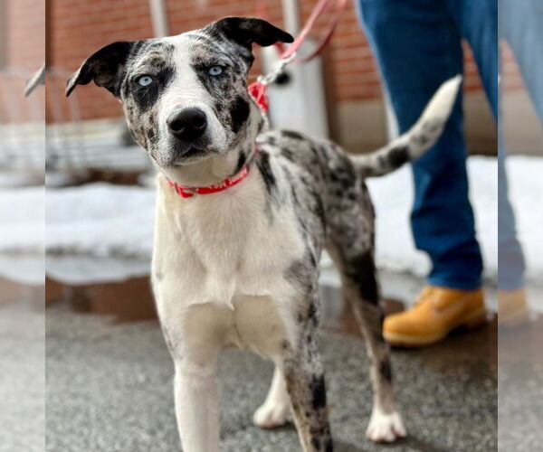 Medium Photo #4 Catahoula Leopard Dog-Unknown Mix Puppy For Sale in Canton, CT, USA