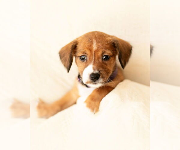 Medium Photo #1 Dachshund Puppy For Sale in Corona, CA, USA