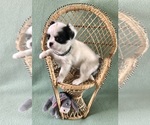 Small #3 Chihuahua