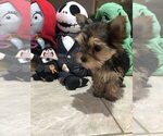 Small Photo #3 Yorkshire Terrier Puppy For Sale in HESPERIA, CA, USA
