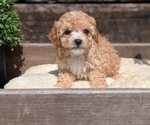Small Photo #28 Cavapoo (Miniature) Puppy For Sale in GOSHEN, IN, USA