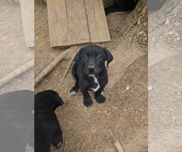 Medium Photo #1 Labrador Retriever-Unknown Mix Puppy For Sale in Kannapolis, NC, USA