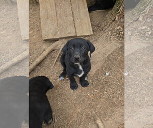 Labrador Retriever-Unknown Mix Dogs for adoption in Kannapolis, NC, USA