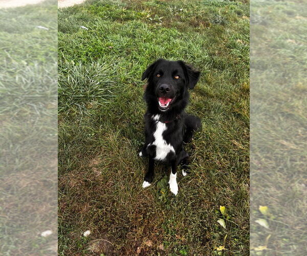 Medium Photo #4 Border Collie-Siberian Husky Mix Puppy For Sale in Pierceton , IN, USA
