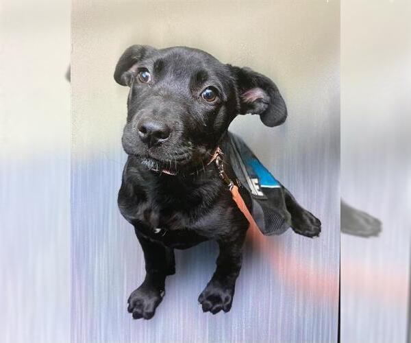 Medium Photo #1 American Pit Bull Terrier-Labrador Retriever Mix Puppy For Sale in Santa Maria, CA, USA