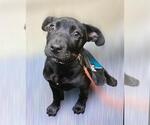 Small American Pit Bull Terrier-Labrador Retriever Mix