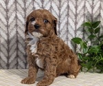 Small Photo #17 Cavapoo (Miniature) Puppy For Sale in GOSHEN, IN, USA