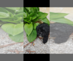 Small Photo #4 Pembroke Welsh Corgi-Poodle (Miniature) Mix Puppy For Sale in LEBANON, MO, USA