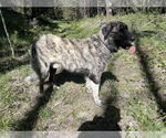 Small Photo #1 Kangal Dog-Leonberger Mix Puppy For Sale in DILLON, MT, USA