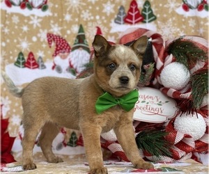 Australian Cattle Dog Puppy for sale in LANCASTER, PA, USA
