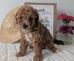Small #13 Poodle (Miniature)