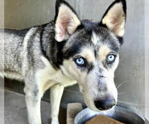 Siberian Husky Dogs for adoption in San Bernardino, CA, USA