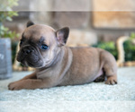 Small #1 French Bulldog