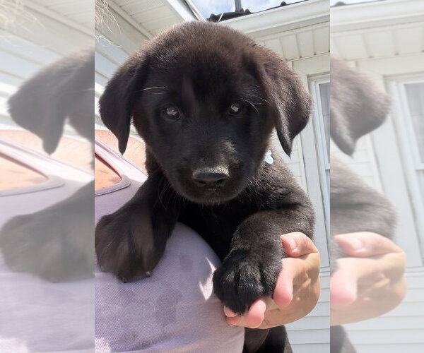 Medium Photo #2 Labrador Retriever-Unknown Mix Puppy For Sale in Aurora, IN, USA