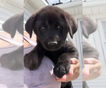 Small #1 Labrador Retriever Mix