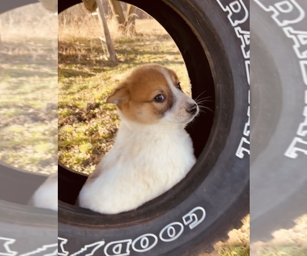 Medium Photo #4 American Eskimo Dog-Border Collie Mix Puppy For Sale in HILLSBORO, WI, USA