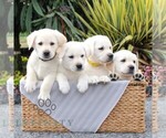 Small #2 Labrador Retriever